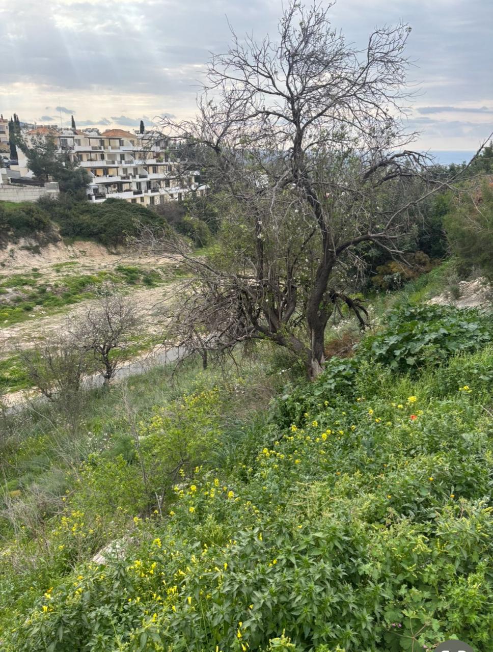 ΠΩΛΕΙΤΑΙ ΟΙΚΟΠΕΔΟ 1273 Τ.Μ. ΣΤΗΝ ΠΕΓΕΙΑ-ΠΑΦΟΣ-ID 002242808